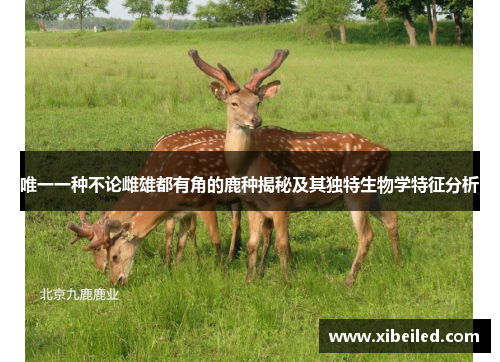 唯一一种不论雌雄都有角的鹿种揭秘及其独特生物学特征分析 唯一一种不论雌雄都有角的鹿种揭秘及其独特生物学特征分析